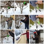 ”Cum ajutam pasarile salbatice iarna”-coordonator prof.Vlad Liana (6)